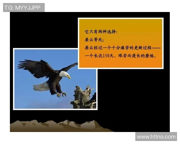 上海排球队的蜕变与重生：从传统强队到现代竞技的转型之路